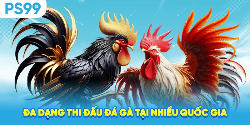 Đa dạng thi đấu đá gà tại nhiều quốc gia